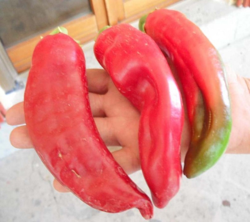 Numex Big Jim chili - Csípős paprika ritkaságok az Egzotikus Növények Stúdiója kínálatában